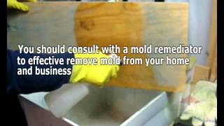 Molds Are Fungi