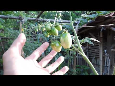 Video: Apa Yang Perlu Anda Ketahui Tentang Memilih Bibit Tomat