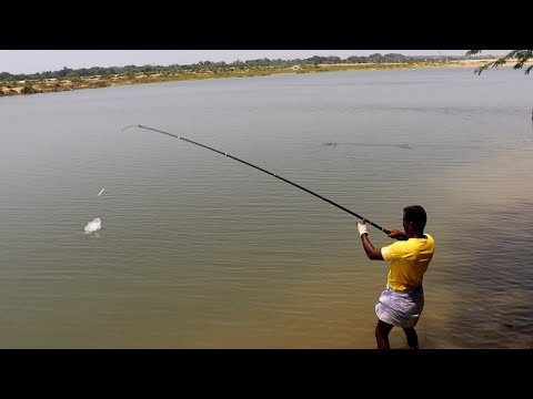 Good Size of Tilapia Fish Fishing in River using big fishing rod