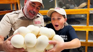 Pulling Giant Snake Eggs with Brooke Carter🤩😳