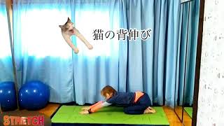 猫のようにのびのびストレッチ【21分間】