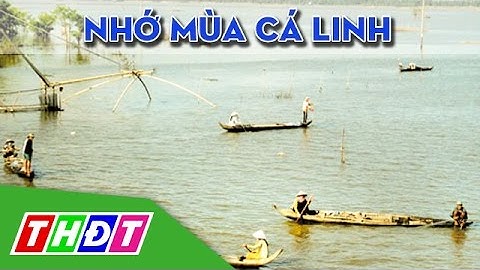 Ký ức miền quê: Nhớ mùa cá linh | THDT