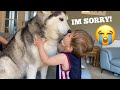 Huskies Scare Baby Fighting But Say Sorry With Cuddles!! [TRY NOT TO SMILE]