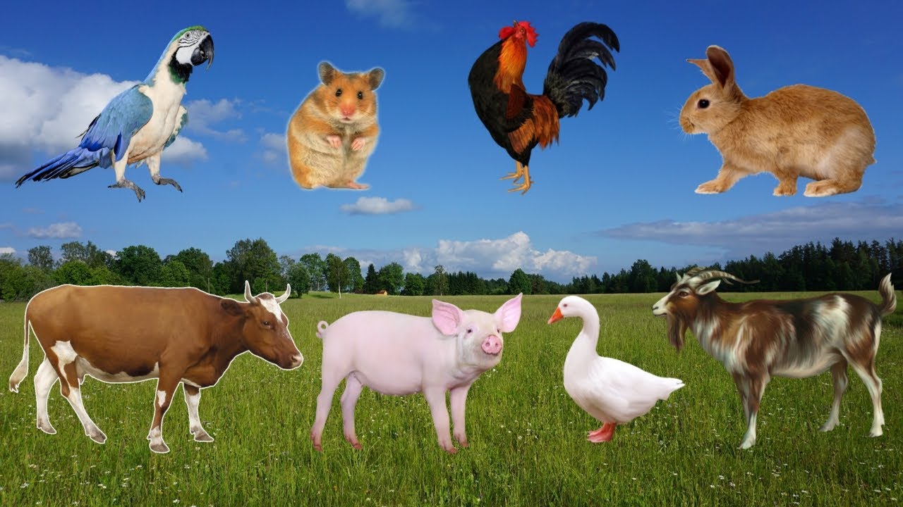 FARM ANIMALS: SHEEP, PIG, RABBIT, GOAT, COW, GOOSE - ANIMAL SOUNDS ...