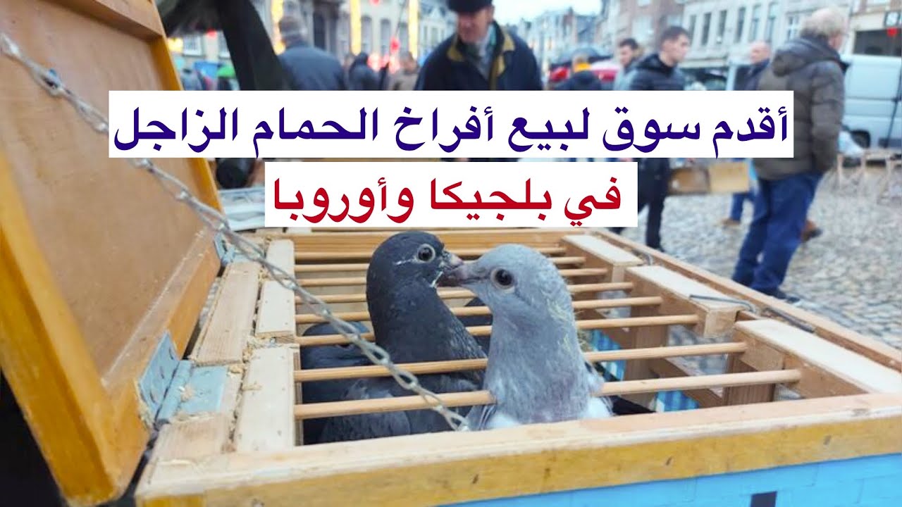 ️ السوق التقليدي لبيع أفراخ الحمام الزاجل – حيث تبدأ رحلة الأبطال Duivenmarkt lier 