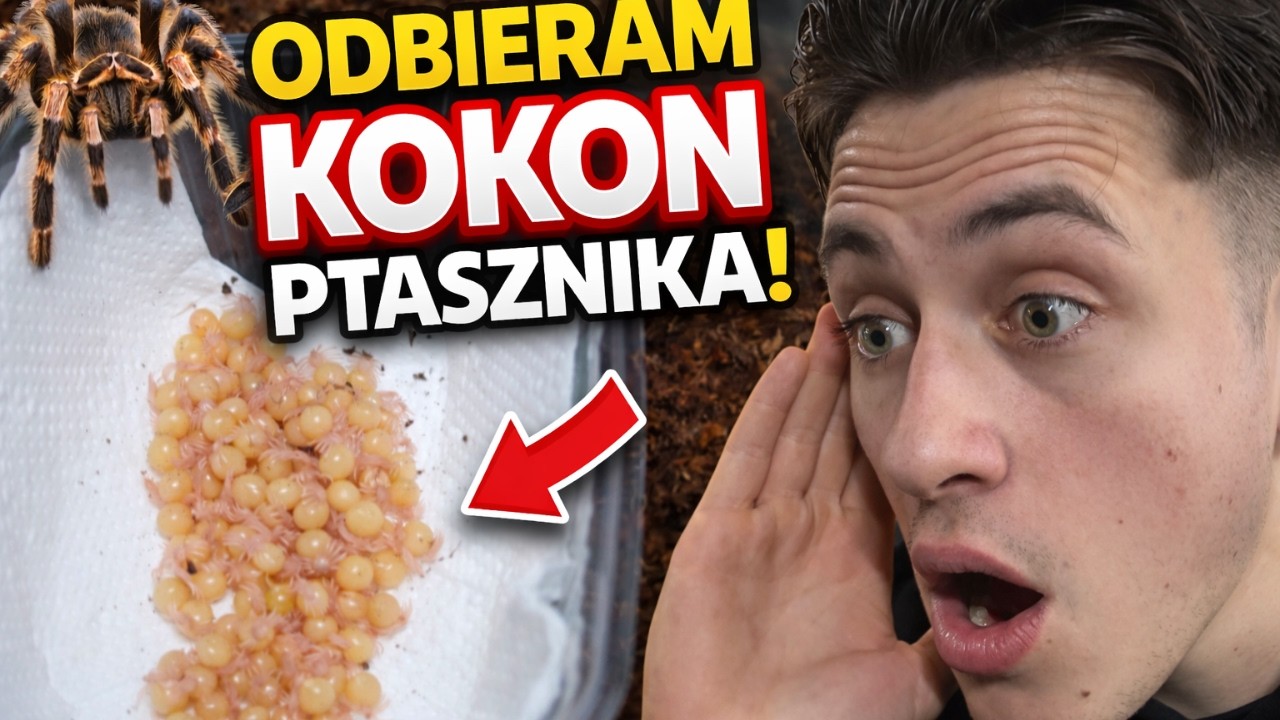Odbieramy KOKON + aktualizacja inkubatorów! |ARACHONOHOBBIA|