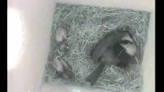 House wren attacks Chickadee nest box with chicks