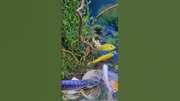 Rùa bụng hồng và Cá Ali ăn thịt gà tại Ú Ù PETSHOP CPC