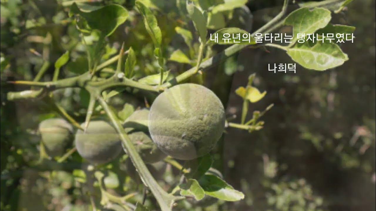 산문낭독1] 내 유년의 울타리는 탱자나무였다/나희덕(잠 자기 전 듣는 명상 Asmr) - Youtube