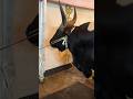 The sacrificial cow was welcomed by decorating the house like a wedding.