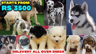 Biggest dog kennel in tamil | Dog farm | husky puppies, Great dane dog | Beagle dog | Rottweiler dog