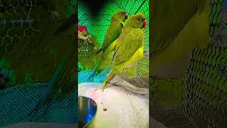 #birds