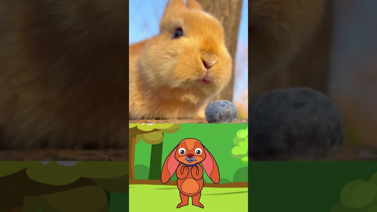 Cute bunny eating blueberry 