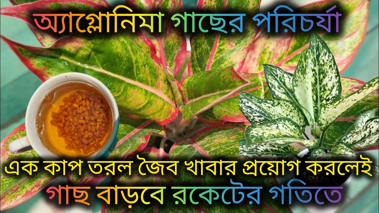 অ্যাগ্লোনিমা গাছের পরিচর্যা/Aglaonema plant care/Homemade fertilizer for Aglaonema plant/care tips.