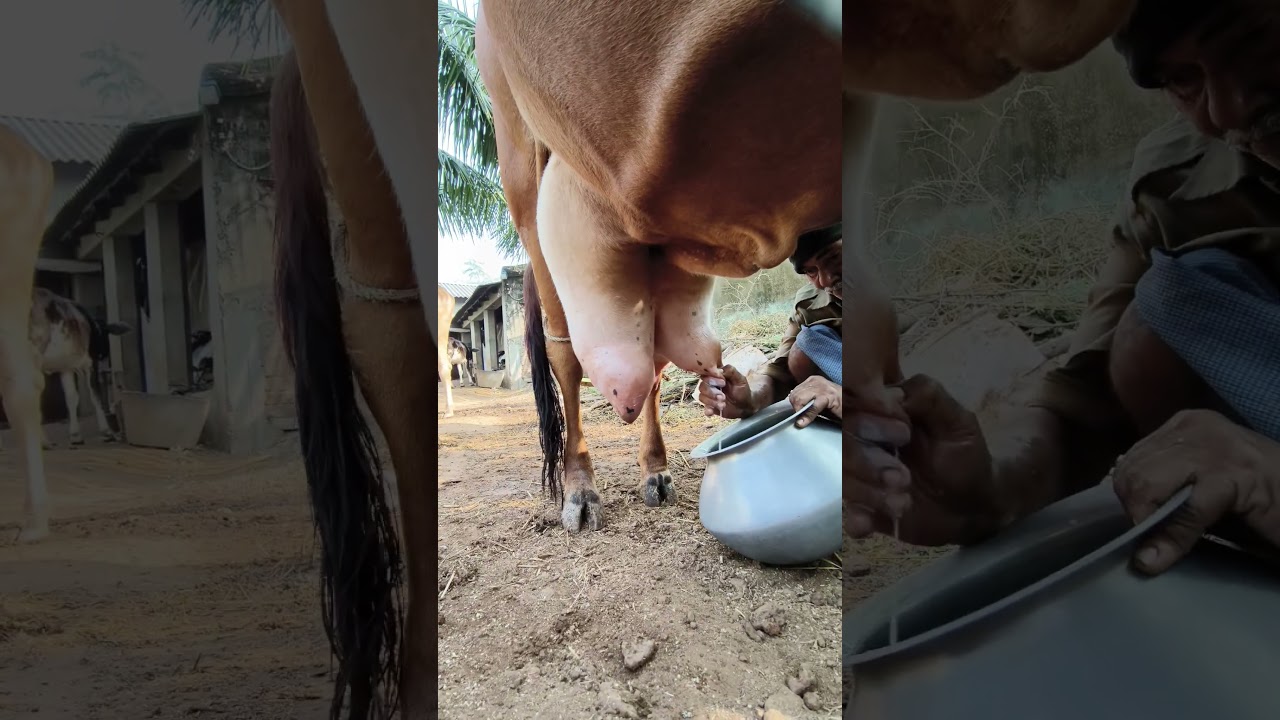 cow milking by hand by a old man