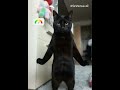 кот человек