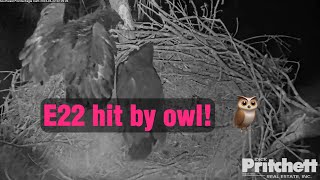 SWFL Eagles ~ E22 hit by owl on rails!! 😱 ~ E's are okay! ~ 2023-03-22