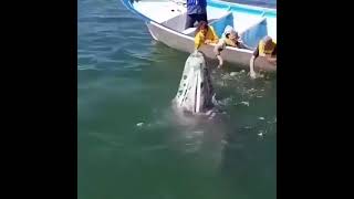 Friendly Baby Gray Whale Comes Right Up To This Boat Do You Love Whales?