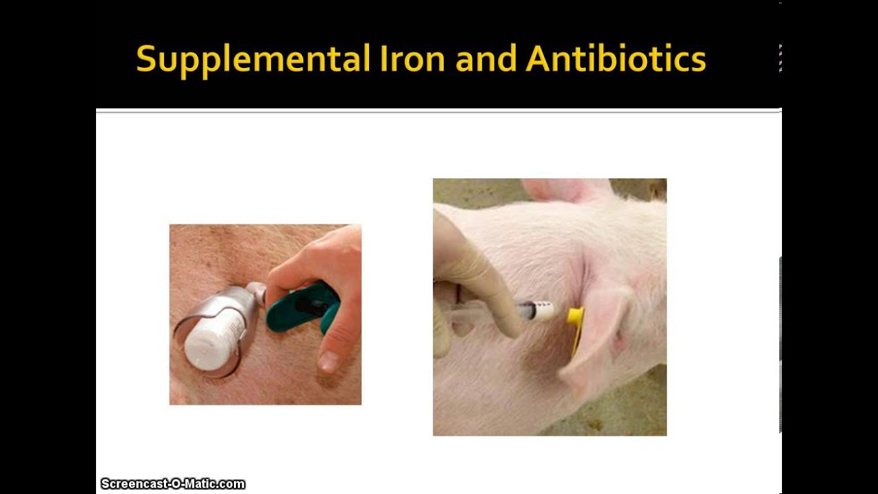 camera iphone 8 plus apk Processing