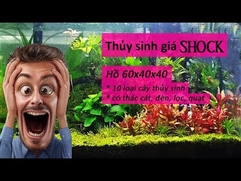 Video Bán hồ thủy sinh đẹp, giá siu mềm đủ các loại cây |... - youtube