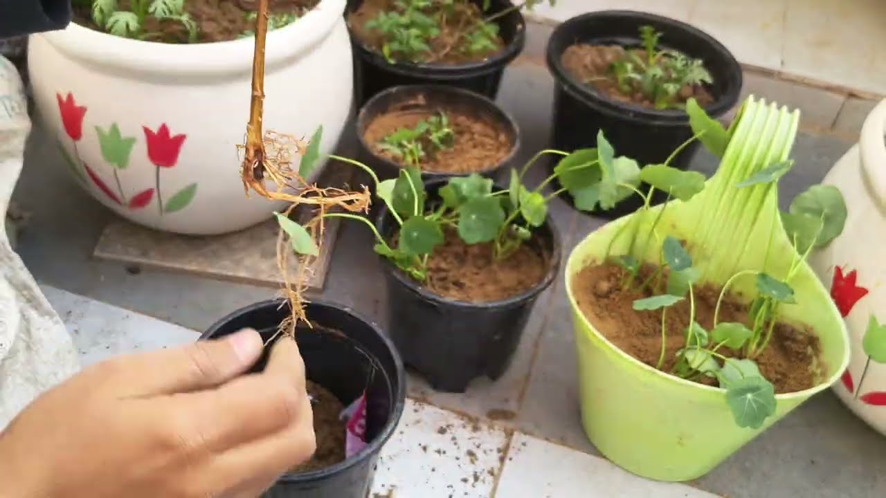 फूलों वाले पौधों को पौध से लगाने का 100% सक्सेसफुल तरीका # how to repot# flowering plant 
