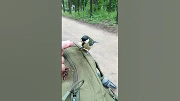 Покормил птенца синицы / Feed the titmouse