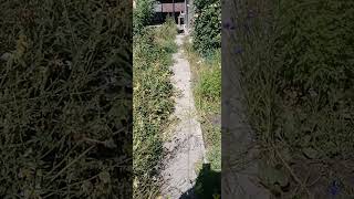 Relaxing Garden Sounds &amp;Cute Dogs Shoring/3 Minutes of Peace #naturesounds #relaxingvideo #gardening