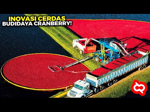 Video: Informasi Semak Cranberry Amerika - Cara Menanam Cranberry Amerika Di Kebun
