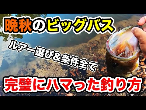 【バス釣り】晩秋の最強ルアーでパターンを見つける条件!!個人的過去一番納得のビッグバスだった【ファットウィップ3】【レベルバイブブースト】【理想の展開】【バス釣りの面白さ】【水温低下】
