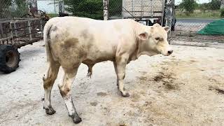 Trại Bò Long Linh