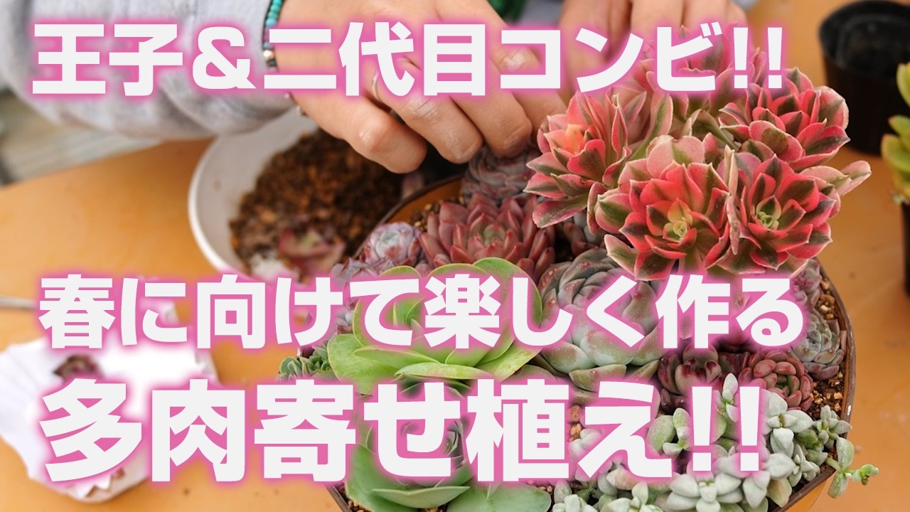 【多肉植物】王子＆二代目コンビ!!春に向けて楽しく作る多肉寄せ植え!!【succulent】トロピカルガーデン