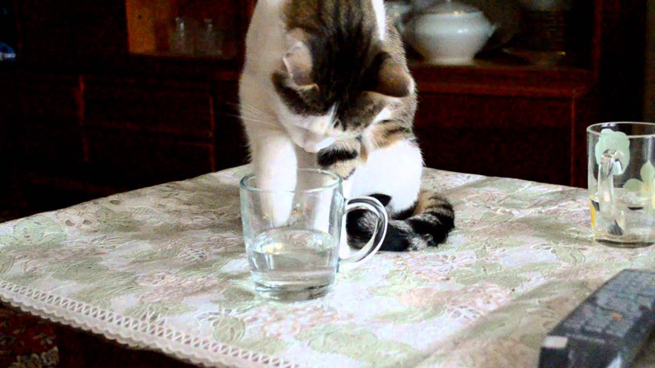 Кошка пьет лапой. Кот трогает лапой воду. Котик лапкой в воду. Котёнок макает лапу в воду.