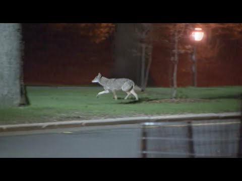 Video: Alles wat je moet weten over de dierentuin van Central Park