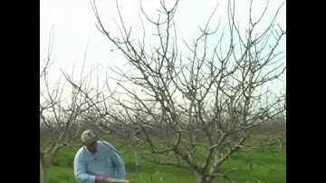 Pistachio Pruning & Training - Years 6 - 8