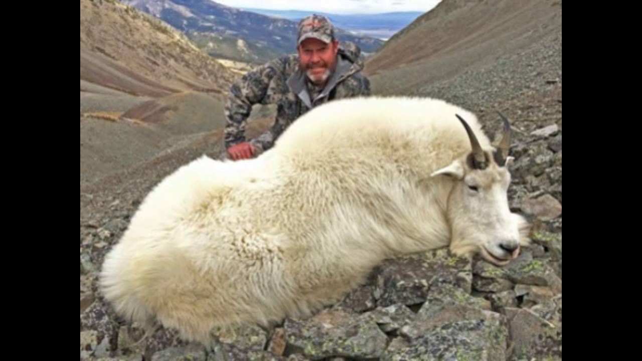 biggest goat in the world 2016
