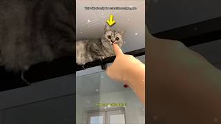 This Cat Was Secretly Watching Its Owner Shower Every Day 😳🐱