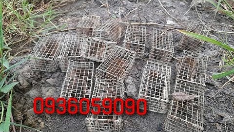 Bẫy chuột đường mòn không cần mồi. Bán lồng bẫy chuột, bán lồng bẫy chuột không cần mồi 0936059090.
