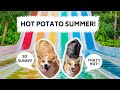 Dogs Throw a Pool PARTY!