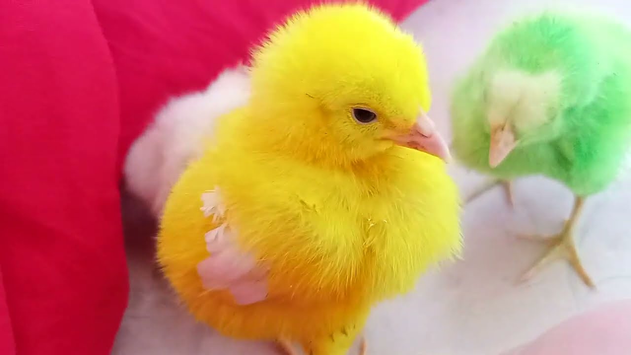 catching colorful chicks||millions of cute chickens||colorful chickens|| rainbow chickens||cute