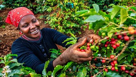 The Process Of Coffee Production In Kenya