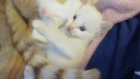 Video 947731: tabby point siamese, flame point siamese, ginger tabby, tabby playing, baby tabby, cat flame, cat old