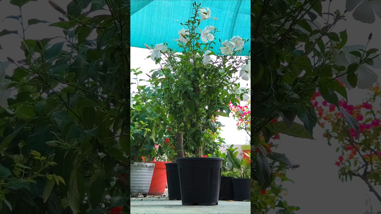 hibiscus, white hibiscus, pot size 8 inch , terrace gardening #hibiscus #flowers #flowers