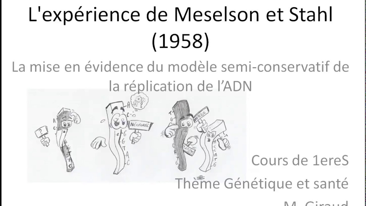Expérience De Meselson Et Stahl Exercice Corrigé