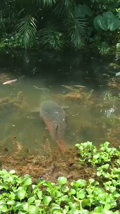 viral Ikan predator arapaima berkeliaran memangsa ikan asli habitat sungai