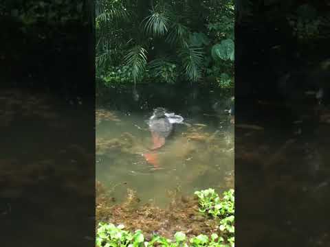 Video: Ikan apa yang ditemukan di Sungai Moskow: jenis, deskripsi, foto