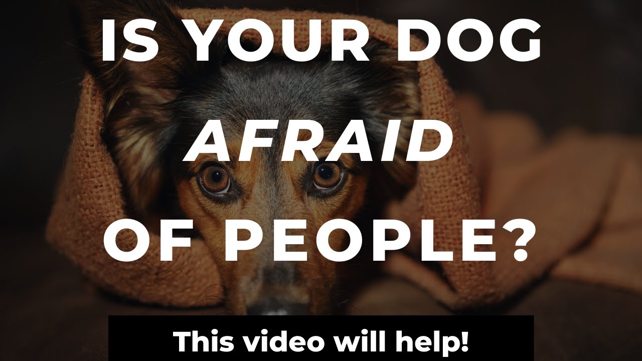 How To Stop A Dog'S Fear Of Strangers | Training A Fearful Dog - Youtube