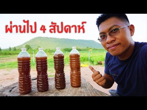 4 สัปดาห์ กับจุลินทรีย์สังเคราะห์แสง