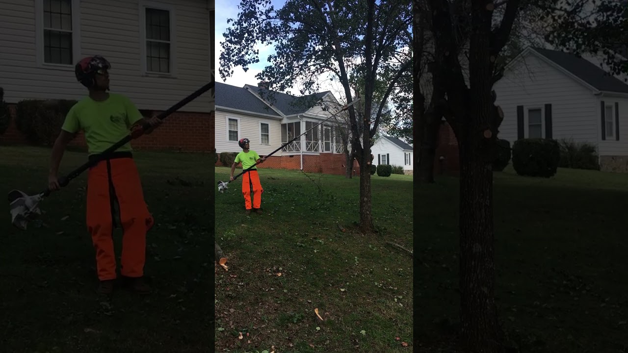 Removing a bunch of Bradford pear trees
