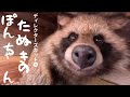 【たぬきのぽんちゃん】順序を追ってまとめました〜《ディレクターズカット版④》