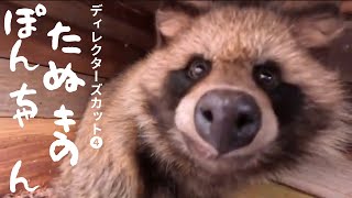 【たぬきのぽんちゃん】順序を追ってまとめました〜《ディレクターズカット版④》